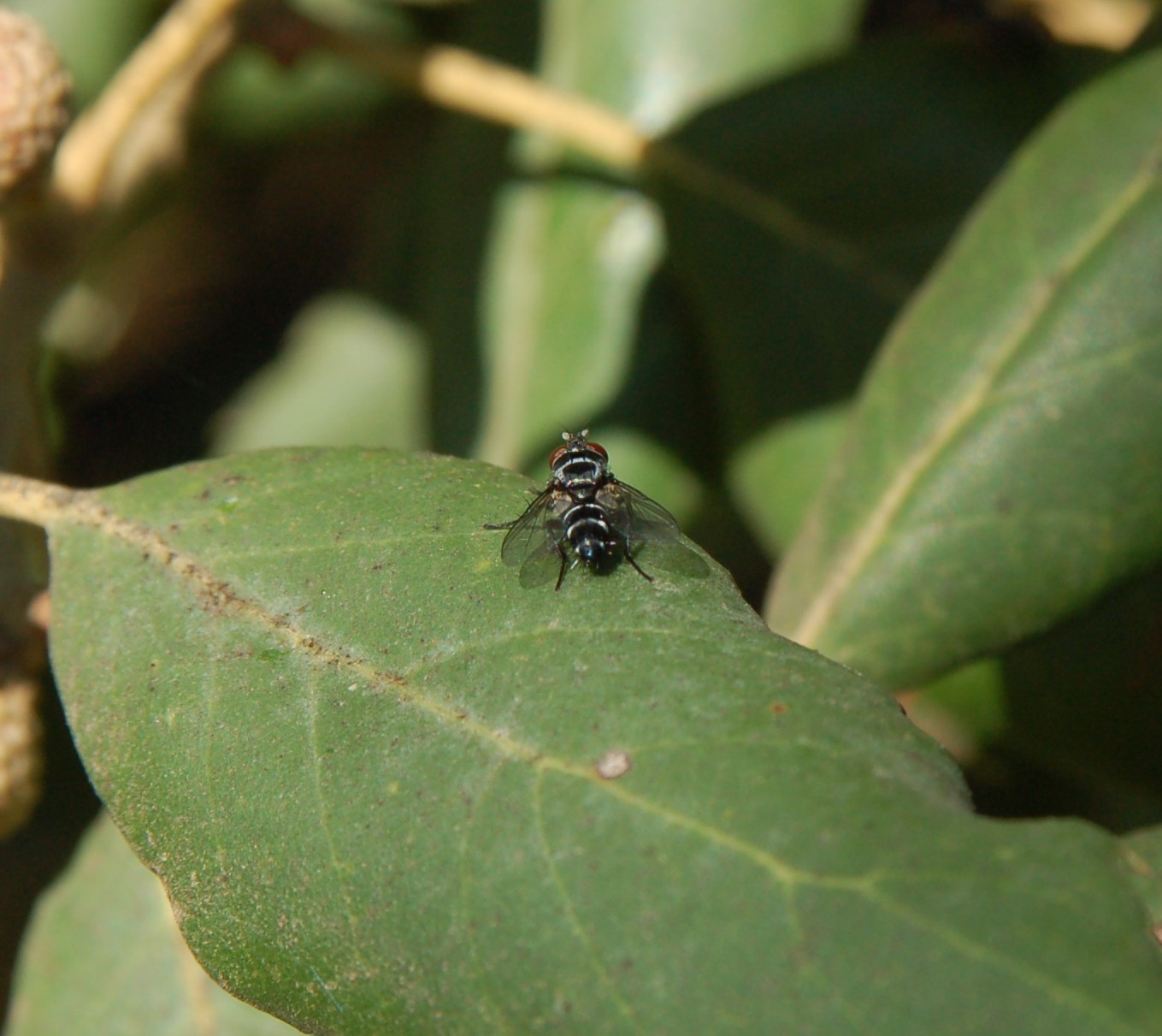 identificazione mosca addome zebrato
